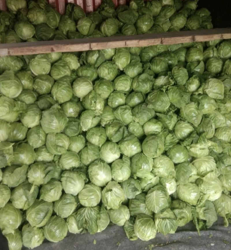 《推荐》河南开封圆包菜精品甘蓝量大从优可全国代发