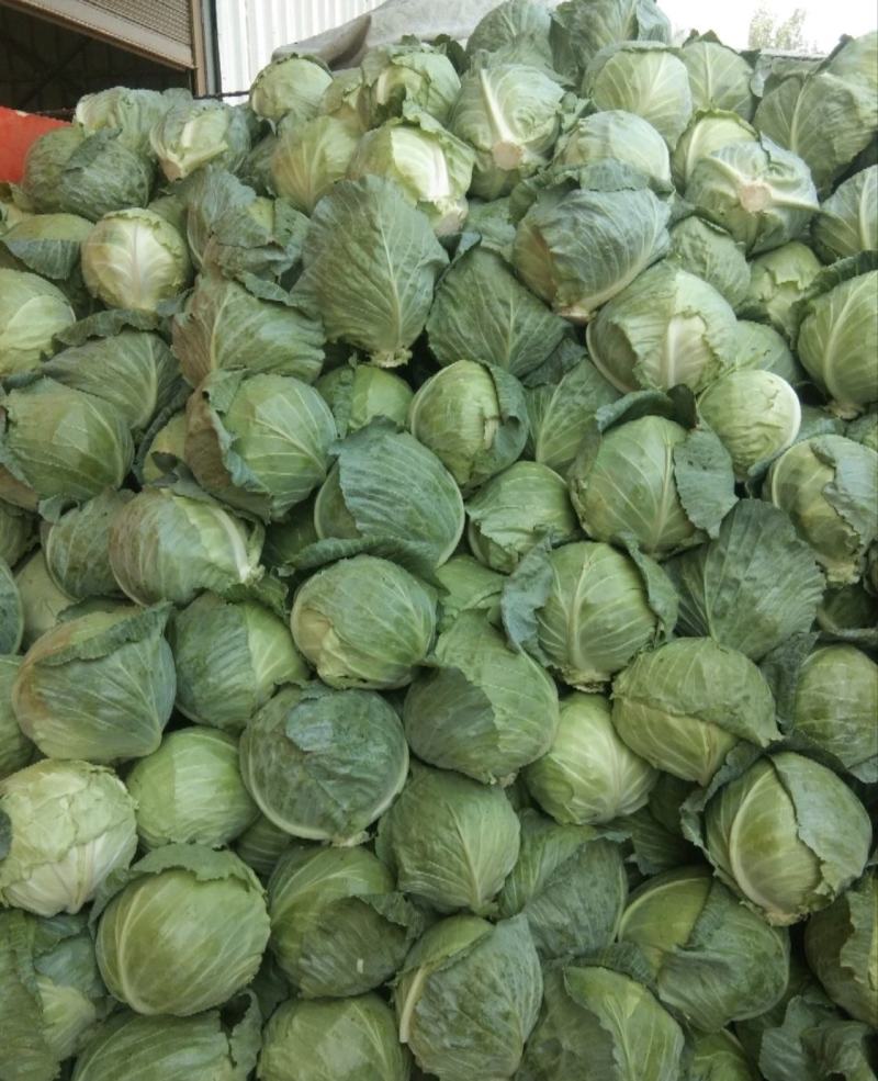 《推荐》河南开封圆包菜精品甘蓝量大从优可全国代发