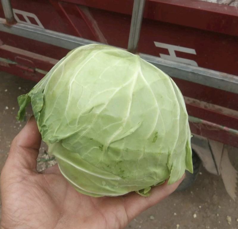 圆包菜绿甘蓝大量上市视频看货全国代发一条龙服务