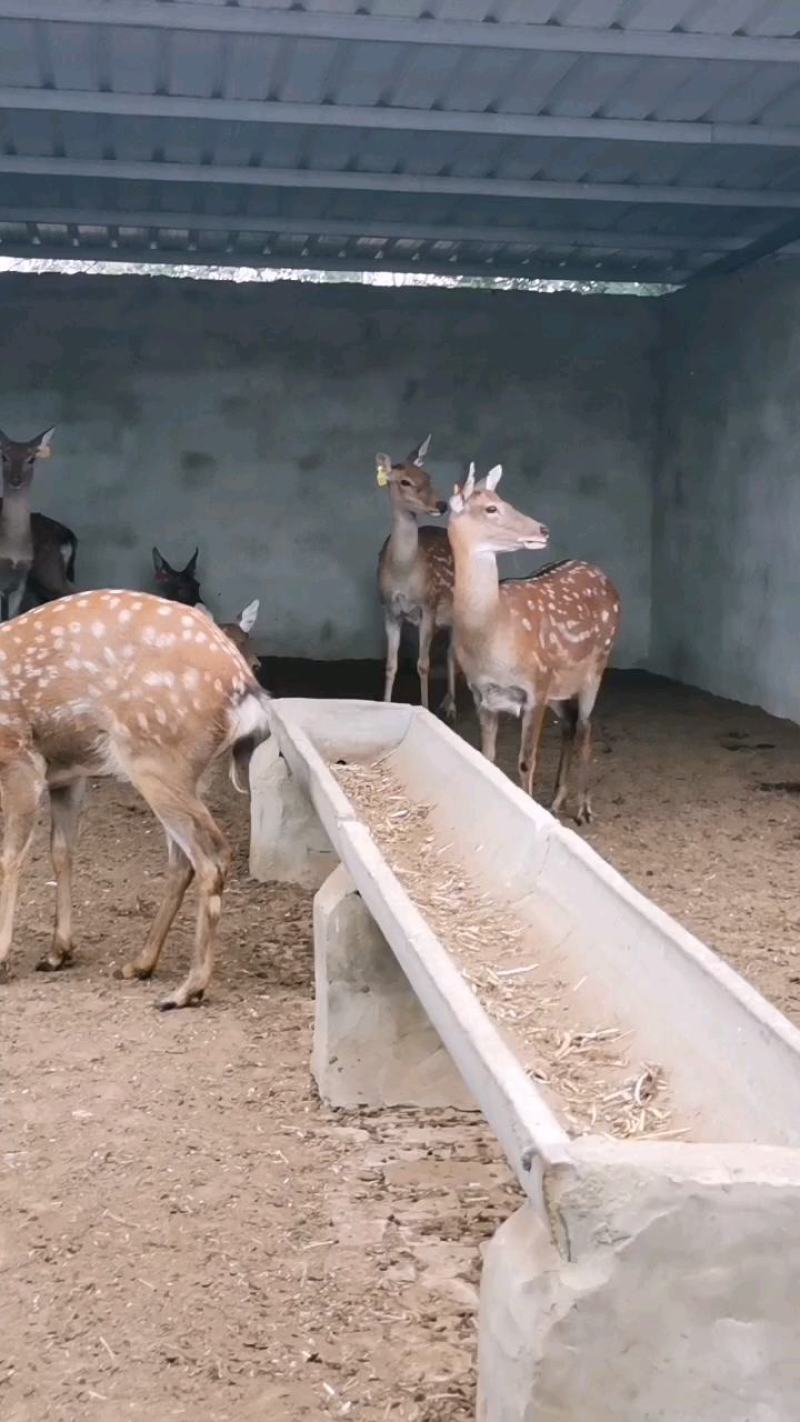 梅花鹿活鹿小鹿苗景区动物园亲人梅花鹿回收梅花鹿包邮