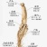东北特产人参干货品相好
