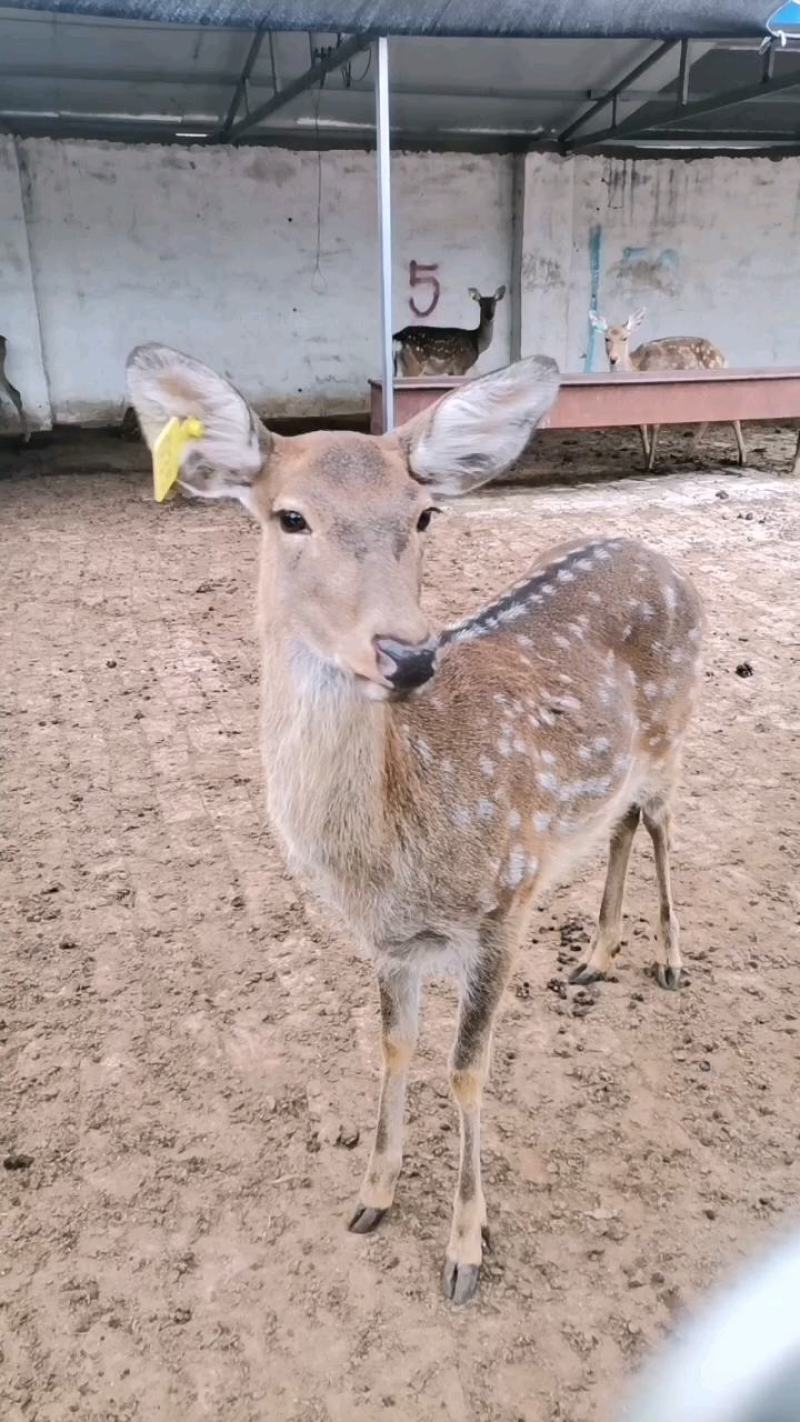 鹿苗，梅花鹿幼崽养殖场，互动听话宠物鹿，包教养殖技术！！