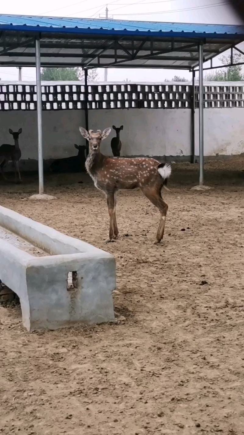 鹿苗，梅花鹿幼崽养殖场，互动听话宠物鹿，包教养殖技术！！