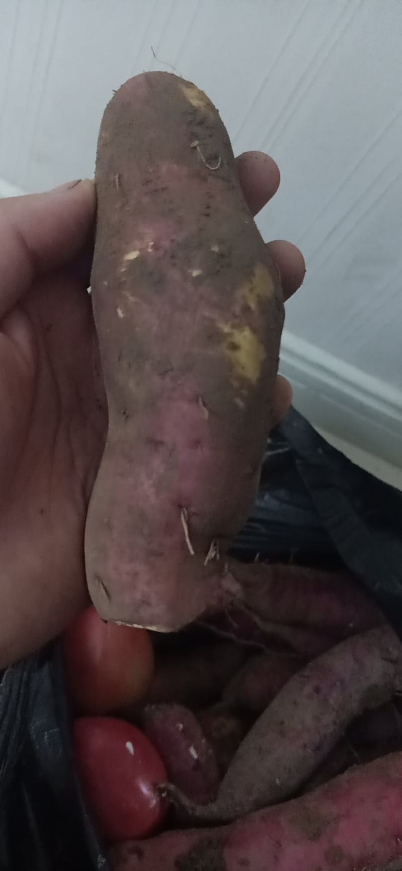 长治红薯，山西红薯