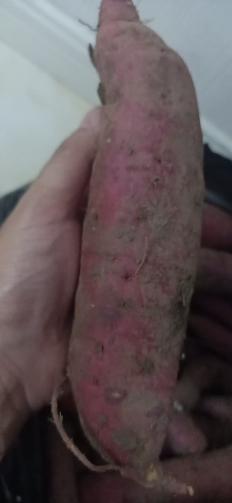 长治红薯，山西红薯