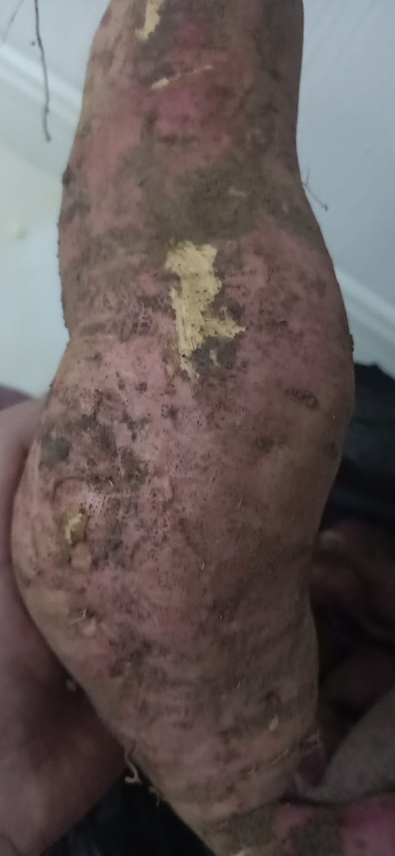 长治红薯，山西红薯