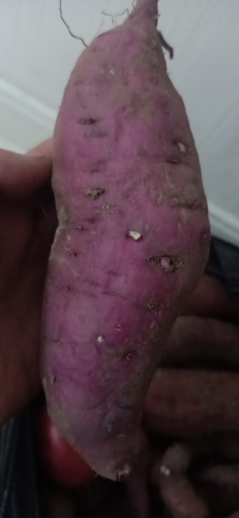 长治红薯，山西红薯