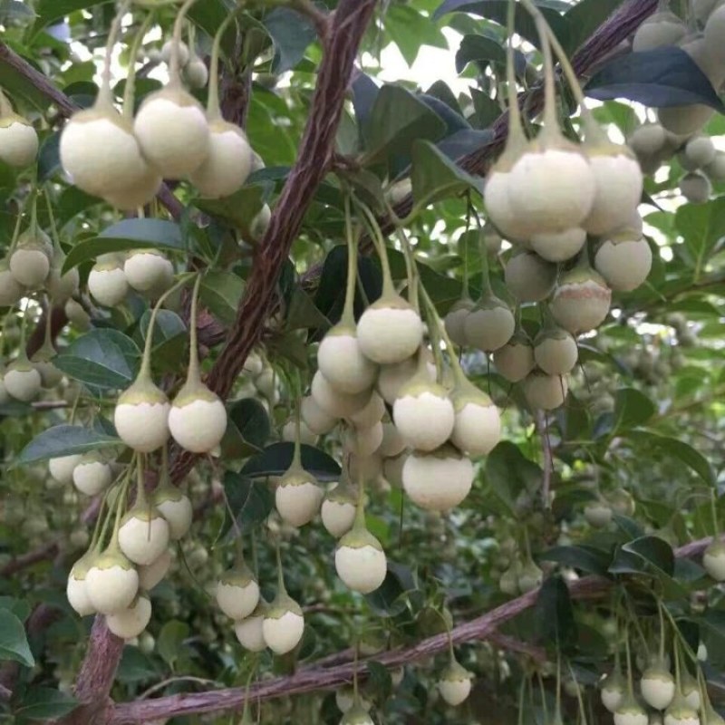 基地预售玉玲花种子，量少速来