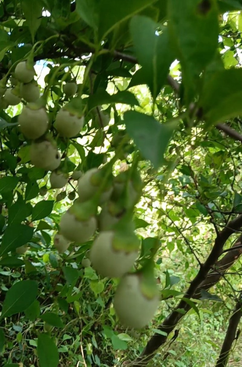 基地预售玉玲花种子，量少速来