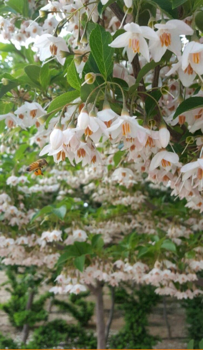 基地预售玉玲花种子，量少速来
