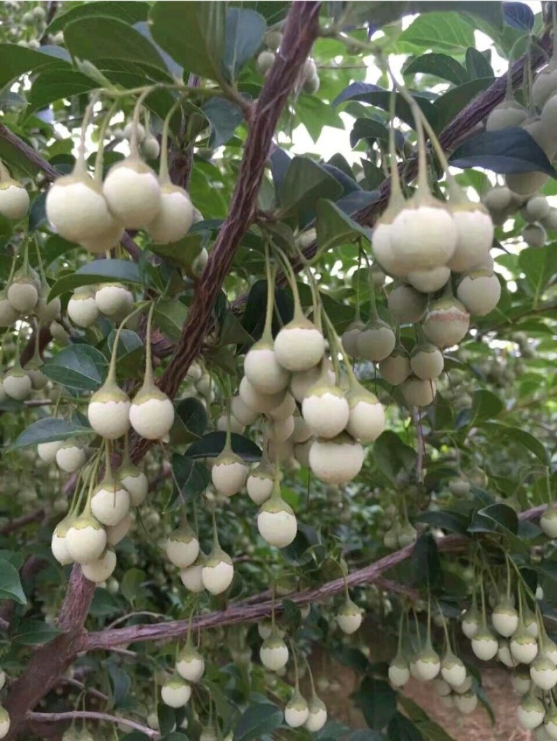 基地预售玉玲花种子，量少速来