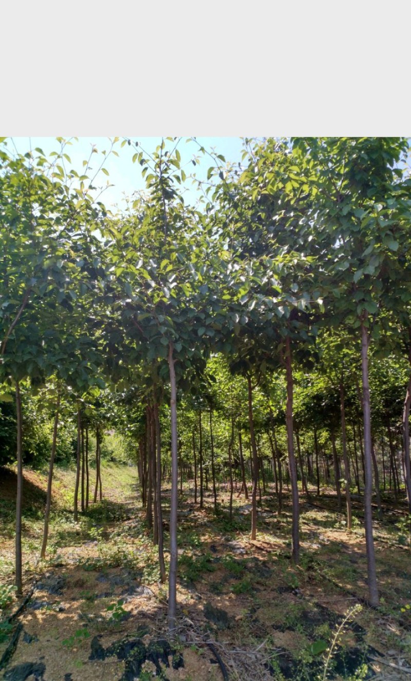 基地预售玉玲花种子，量少速来