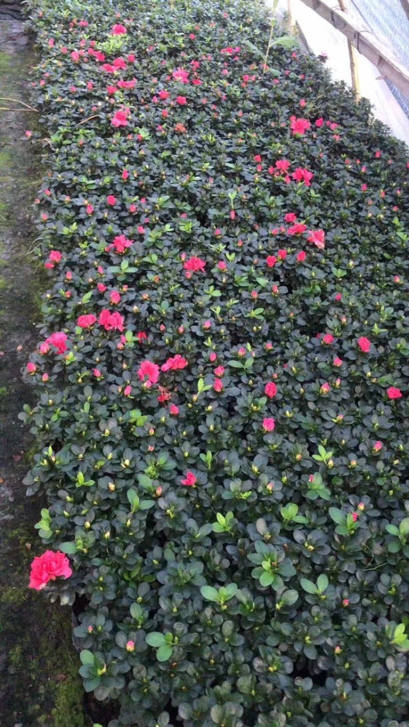 西洋鹃杯苗，成都西洋鹃基地直供，西洋鹃价格多少