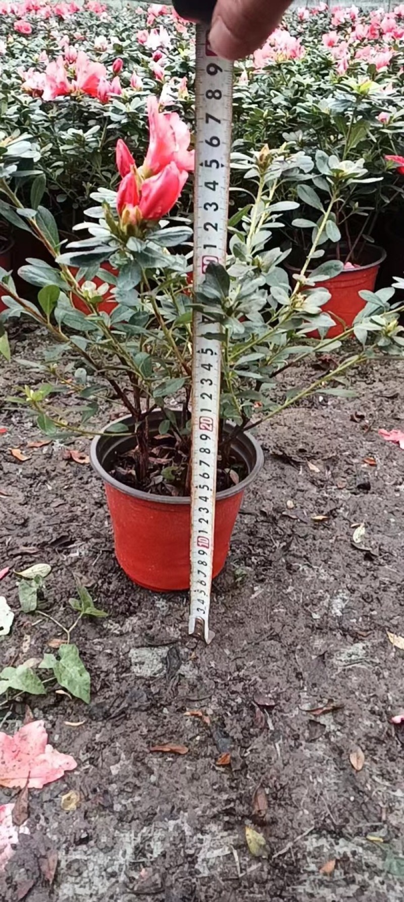 西洋鹃杯苗，成都西洋鹃基地直供，西洋鹃价格多少