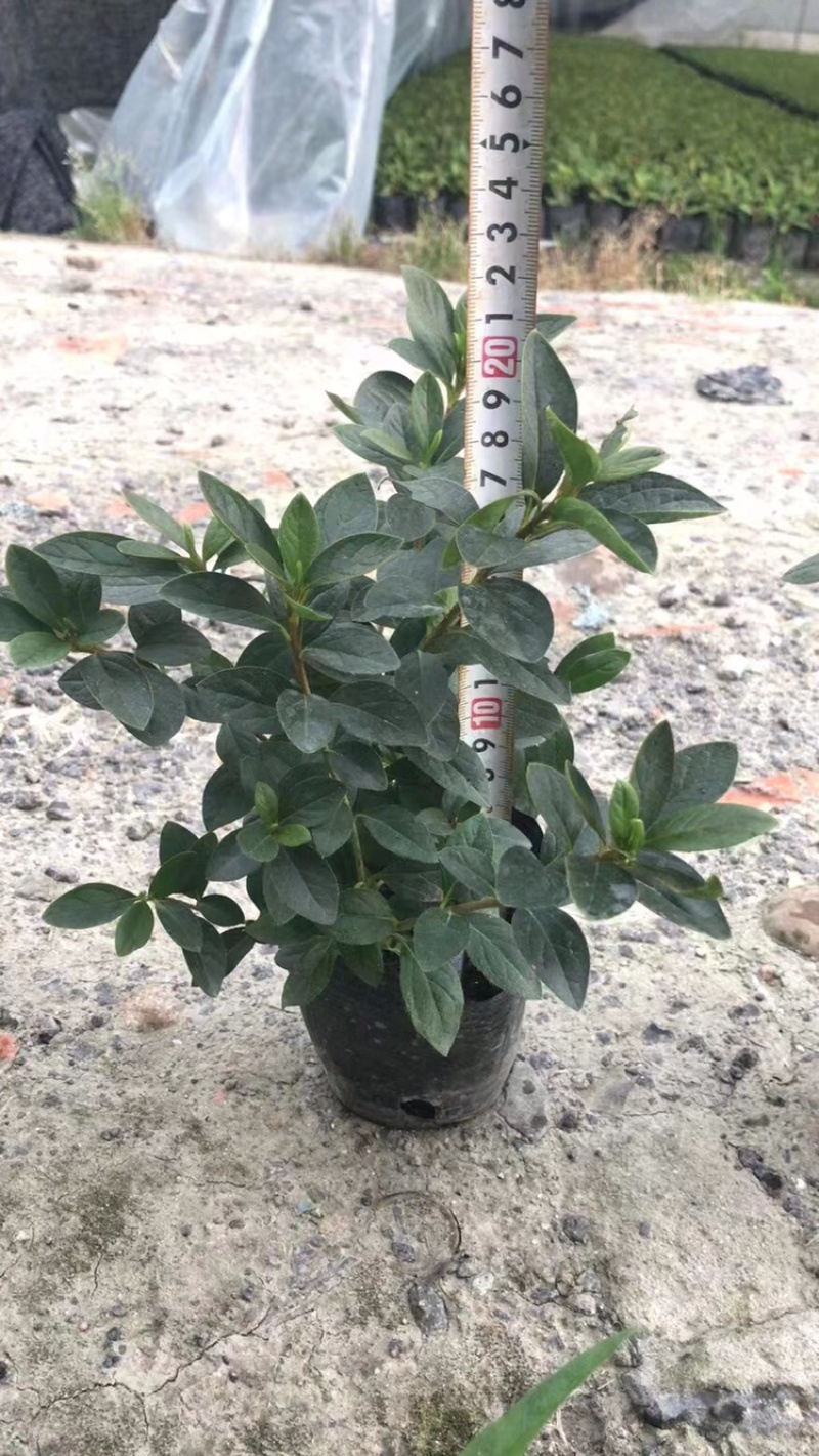 西洋鹃杯苗，成都西洋鹃基地直供，西洋鹃价格多少