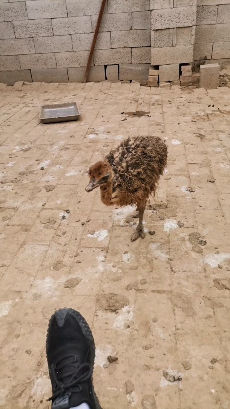 鸵鸟苗多少钱贵州非洲小鸵鸟幼苗回收成年鸟包邮