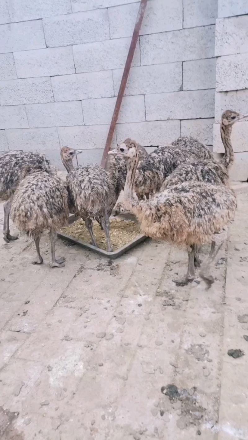 鸵鸟苗多少钱贵州非洲小鸵鸟幼苗回收成年鸟包邮