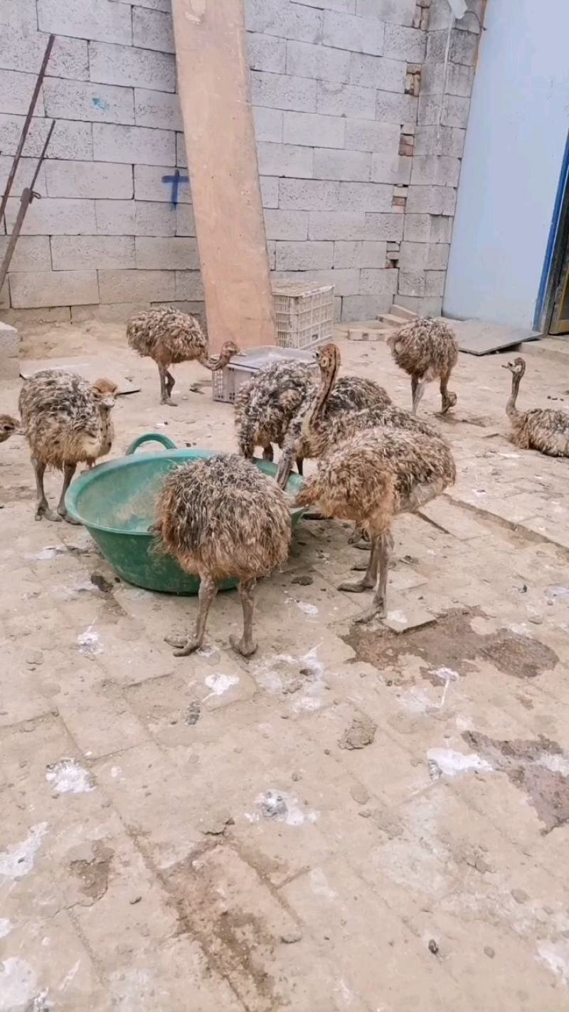 鸵鸟苗多少钱贵州非洲小鸵鸟幼苗回收成年鸟包邮