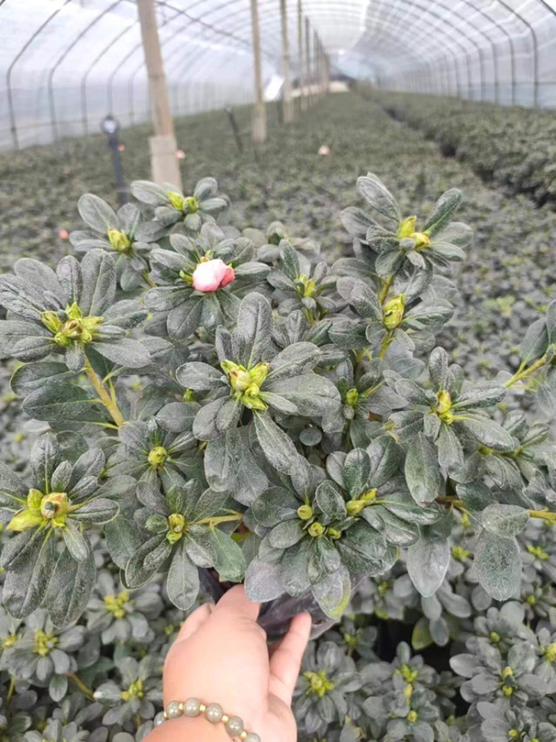 西洋鹃杯苗，成都西洋鹃基地直供，西洋鹃价格多少