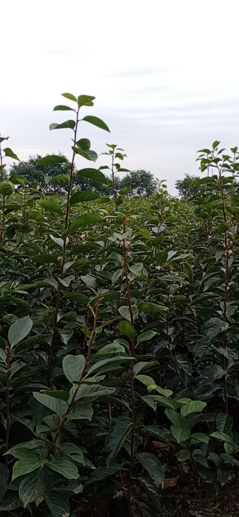 1到4公分阳丰脆柿子成品苗，5公分火罐柿子树