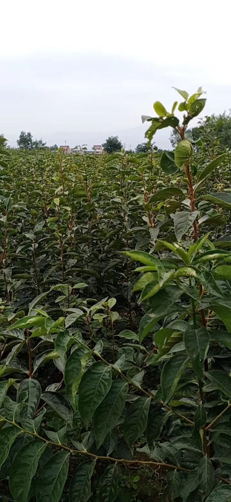 1到4公分阳丰脆柿子成品苗，5公分火罐柿子树