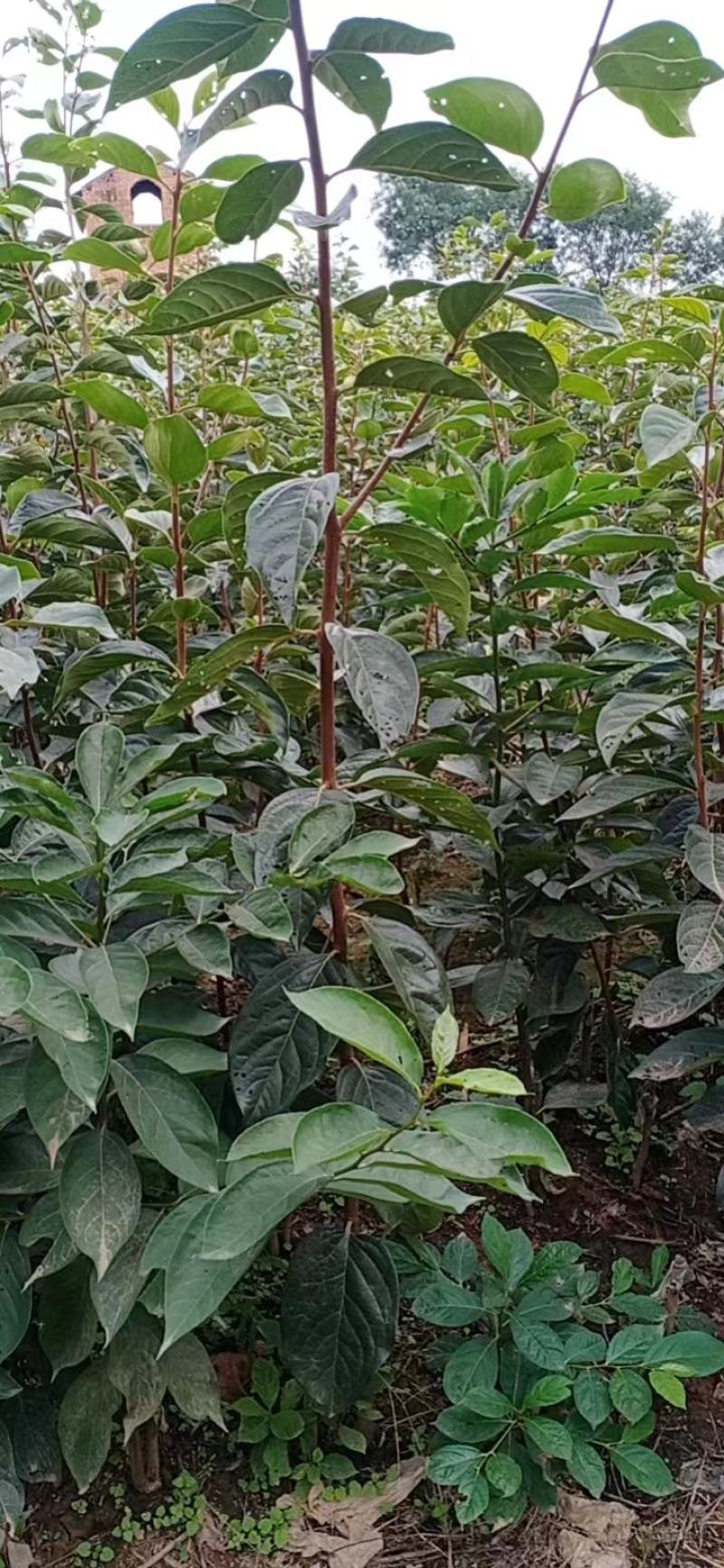 1到4公分阳丰脆柿子成品苗，5公分火罐柿子树