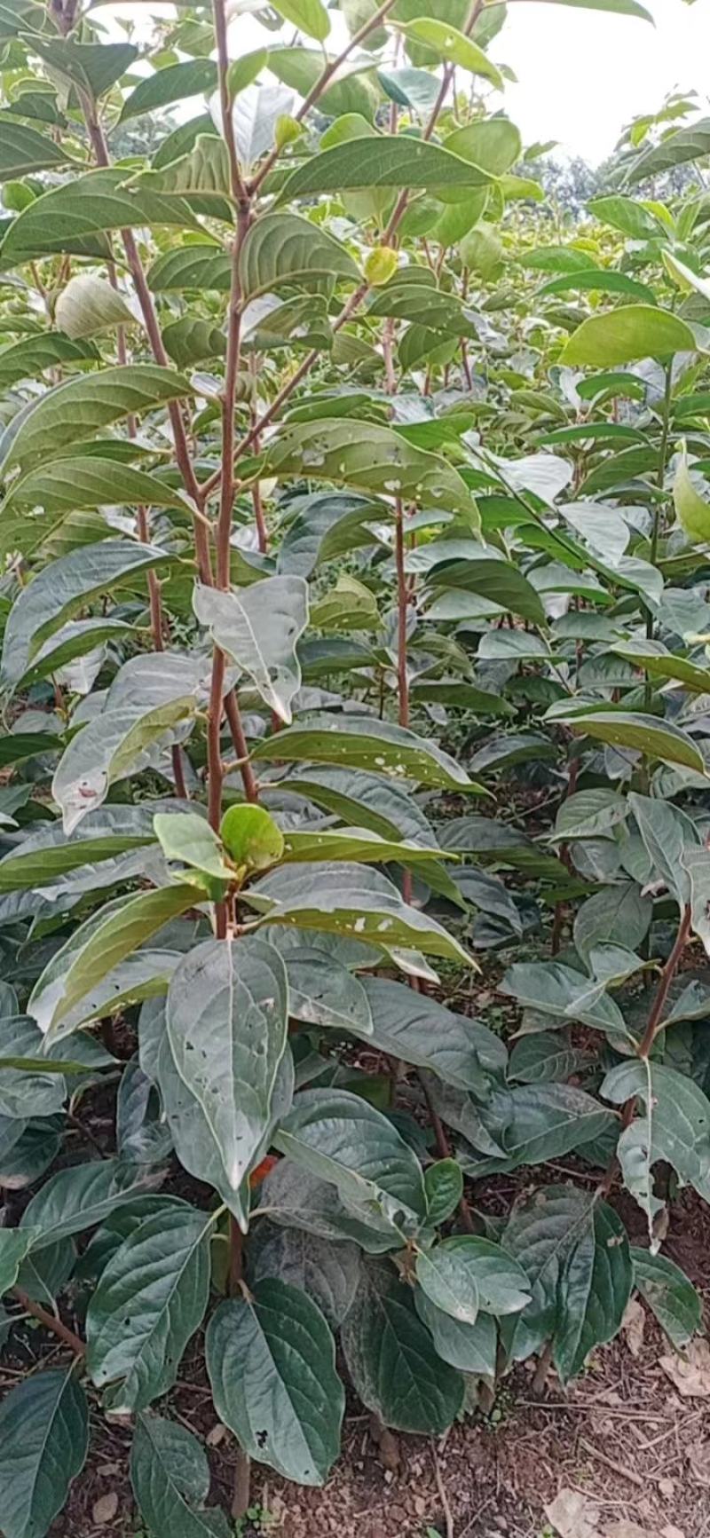 1到4公分阳丰脆柿子成品苗，5公分火罐柿子树