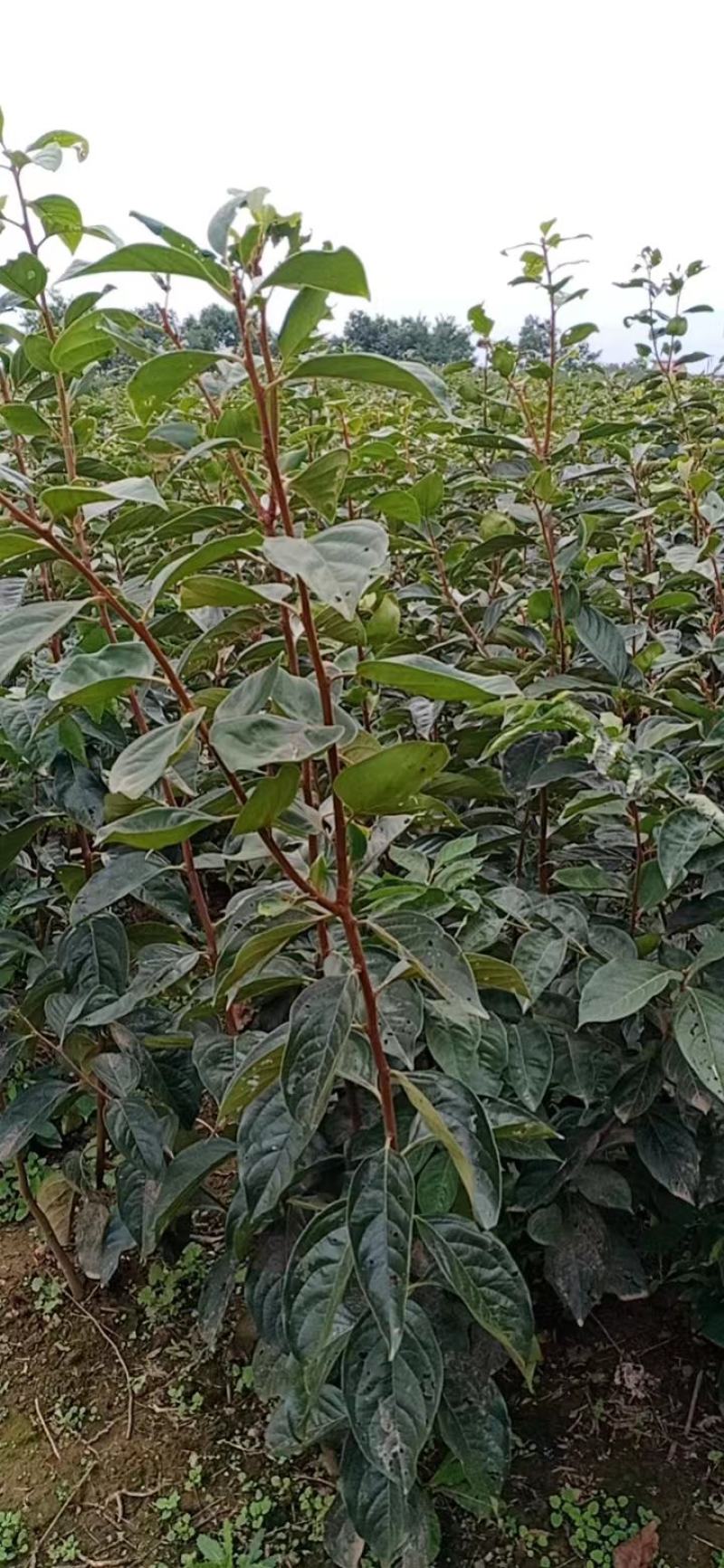 1到4公分阳丰脆柿子成品苗，5公分火罐柿子树