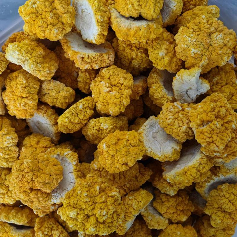 菌中燕窝，冻干金耳菌