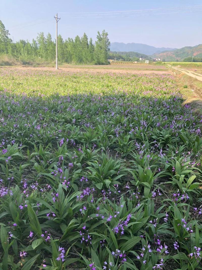 三叉紫花白芨