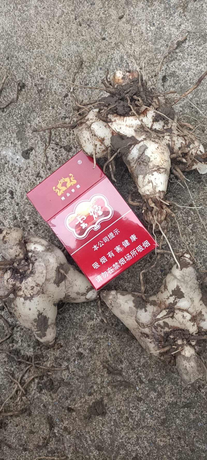 三叉紫花白芨