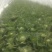 扁包菜《推荐》开封甘蓝大量上市,基地直供一条龙,欢迎采购