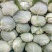 扁包菜《推荐》开封甘蓝大量上市,基地直供一条龙,欢迎采购