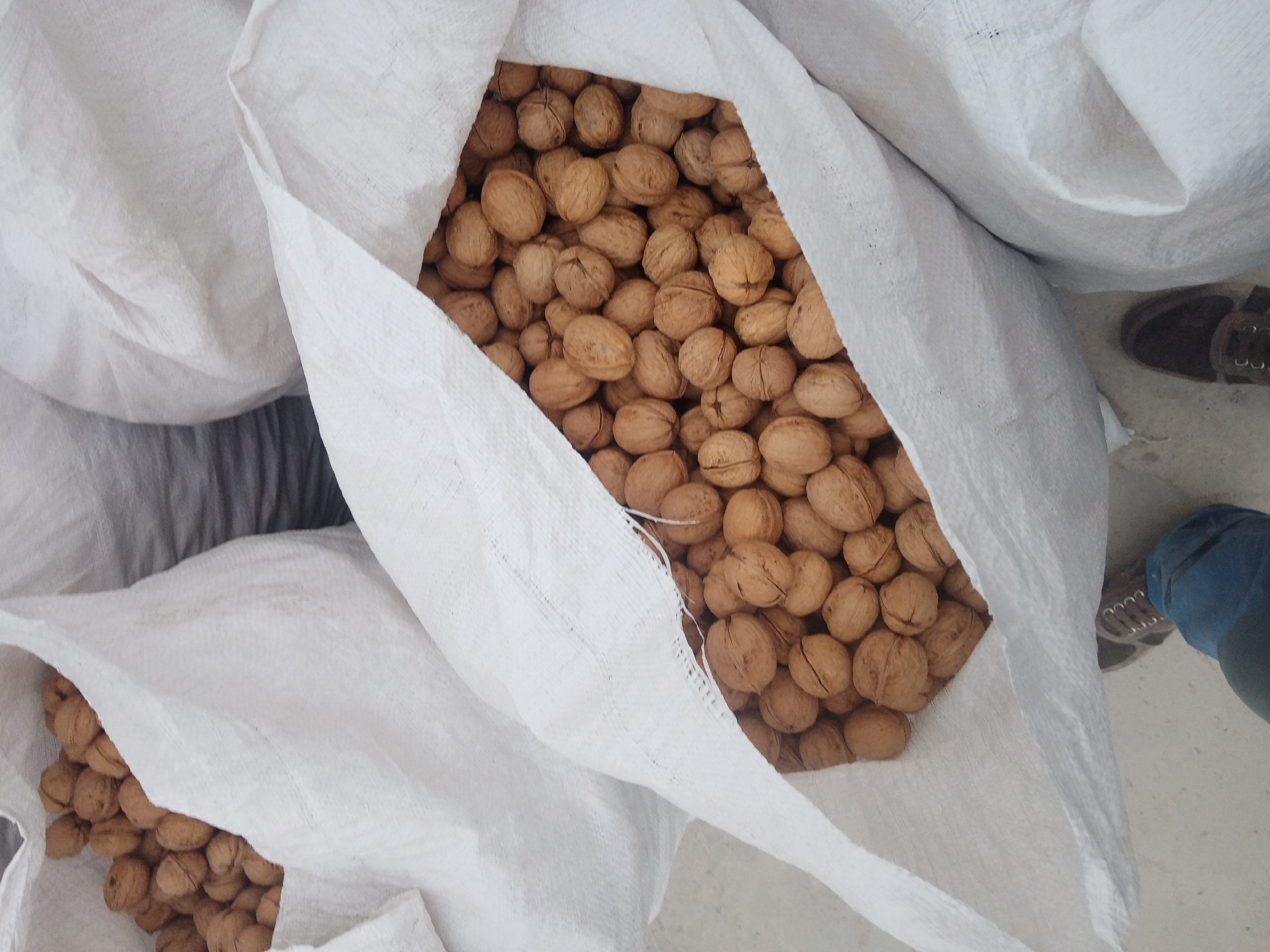 白狮子核桃礼盒包装展示