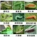 [标题]甲维盐青虫夜蛾类杀虫剂