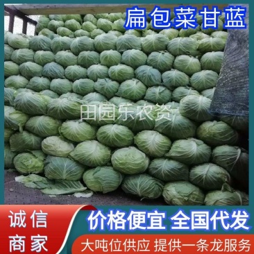 扁包菜《推荐》开封甘蓝大量上市,基地直供一条龙,欢迎采购