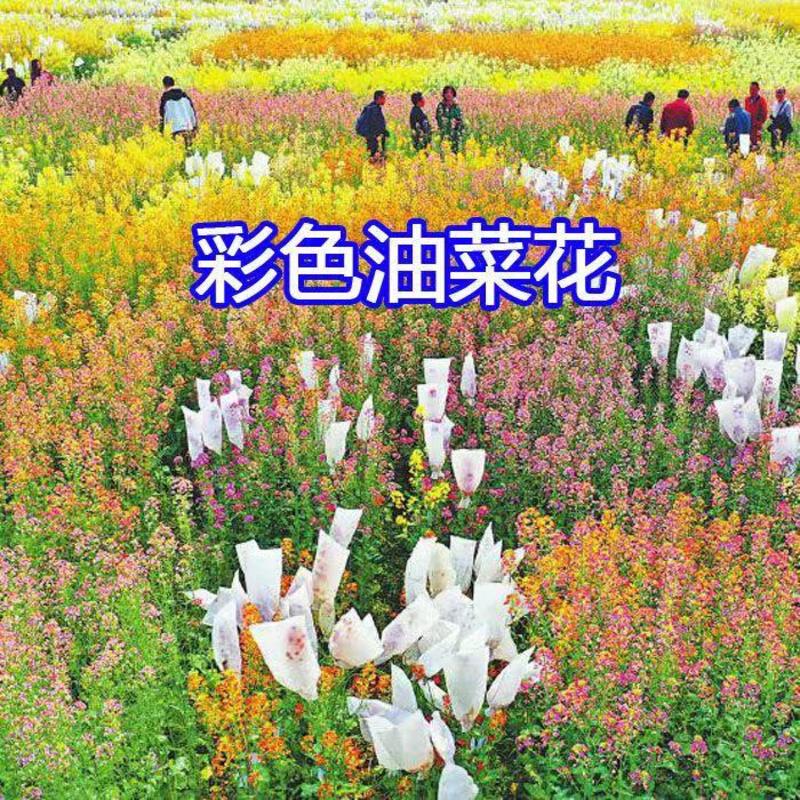 彩色油菜花种子，观赏油菜花种子，油菜花种子，油菜籽