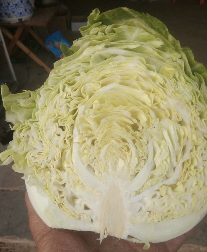 《精选》扁包菜开封产地精品甘蓝大上市了，全国代发