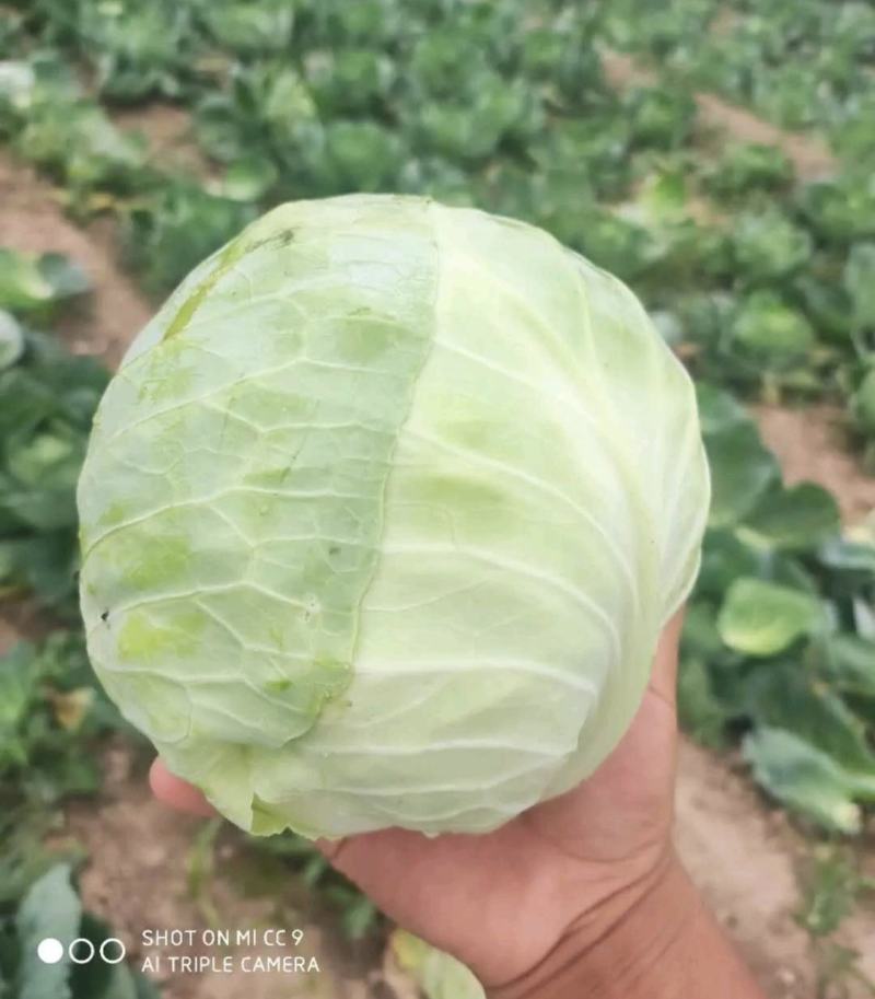 《精选》扁包菜开封产地精品甘蓝大上市了，全国代发