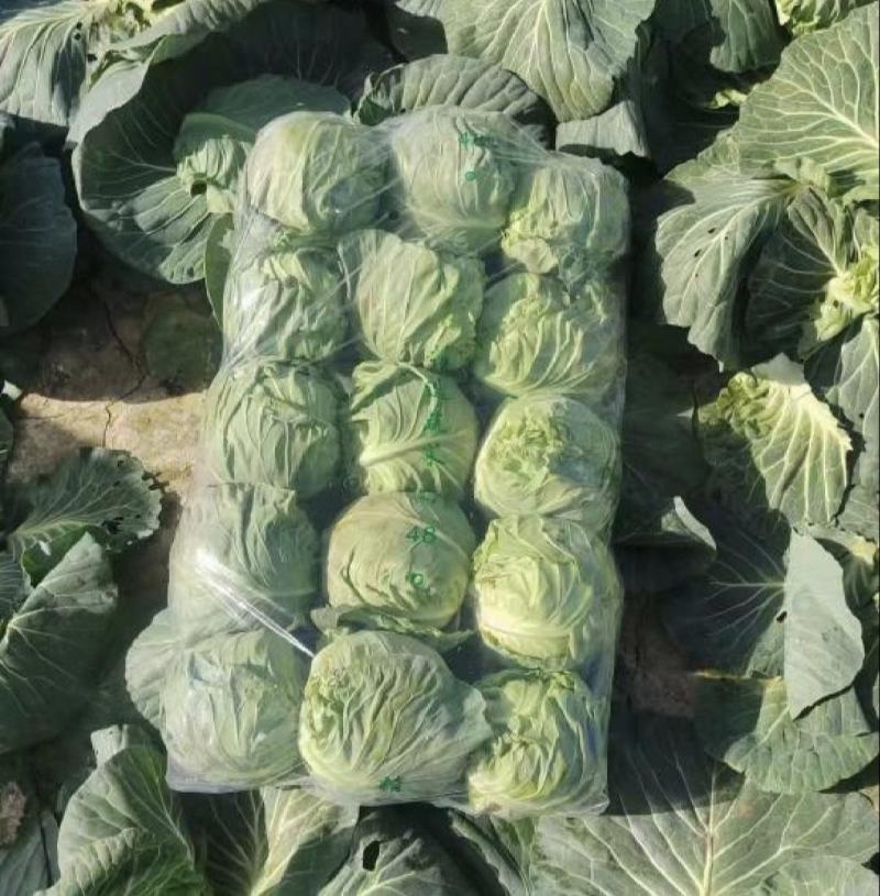 《精选》扁包菜开封产地精品甘蓝大上市了，全国代发