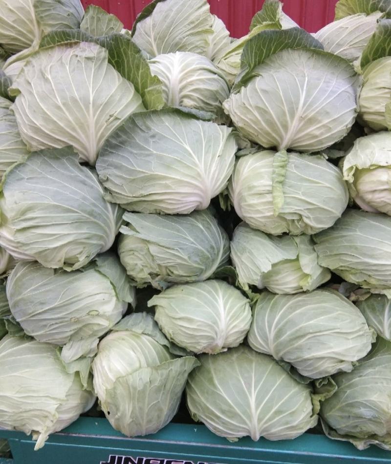 《精选》扁包菜开封产地精品甘蓝大上市了，全国代发