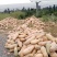 【蜜本金韩】南瓜产地直供、一手货源、欢迎定购