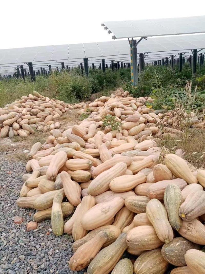 【蜜本金韩】南瓜产地直供、一手货源、欢迎定购