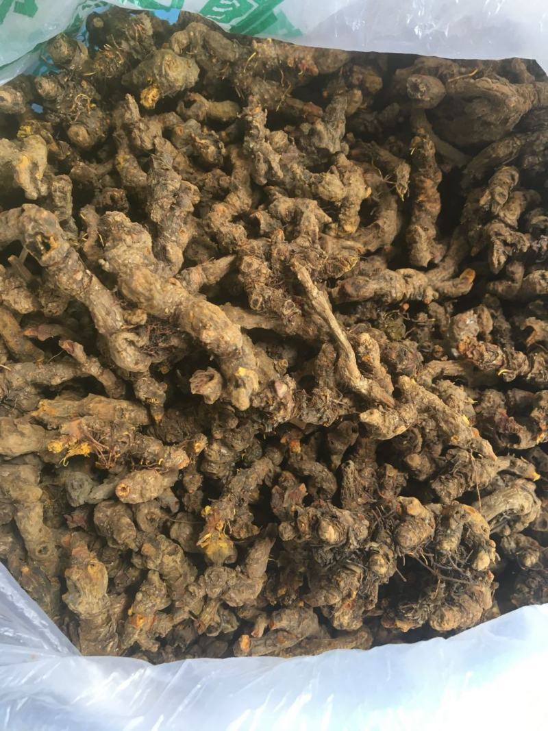 黄连！黄莲！亚连！单支莲