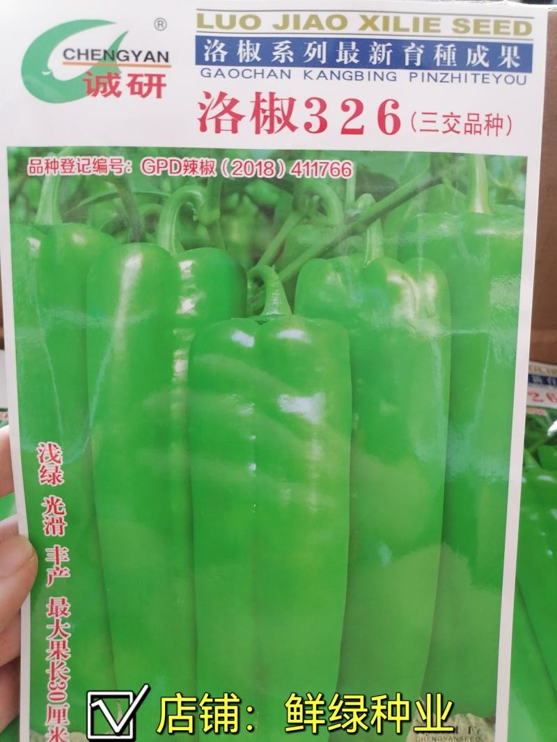 洛椒326：早中熟泡椒品种、丰产色泽浅绿鲜艳漂亮商品性佳