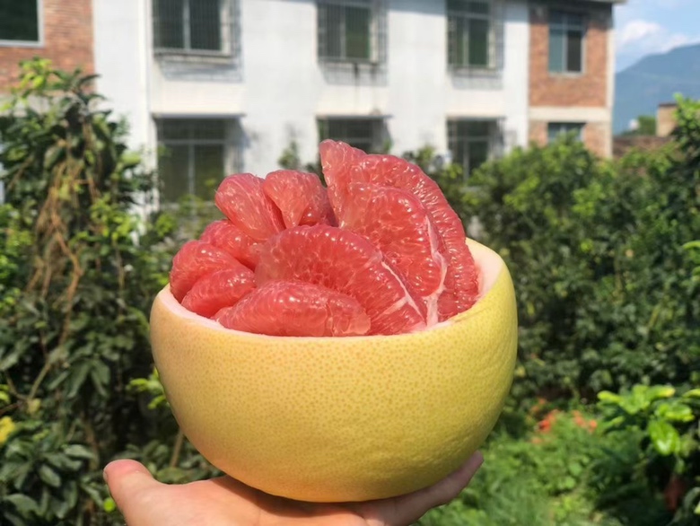 中国地图标注主要蜜柚产区:福建平和、广东梅州、广西容县、四川眉山、重庆万州、江西赣州,并用时间轴显示各地推荐套袋时间段,配气候图标说明温度与降雨特征 不同地区蜜柚套袋时间分布图