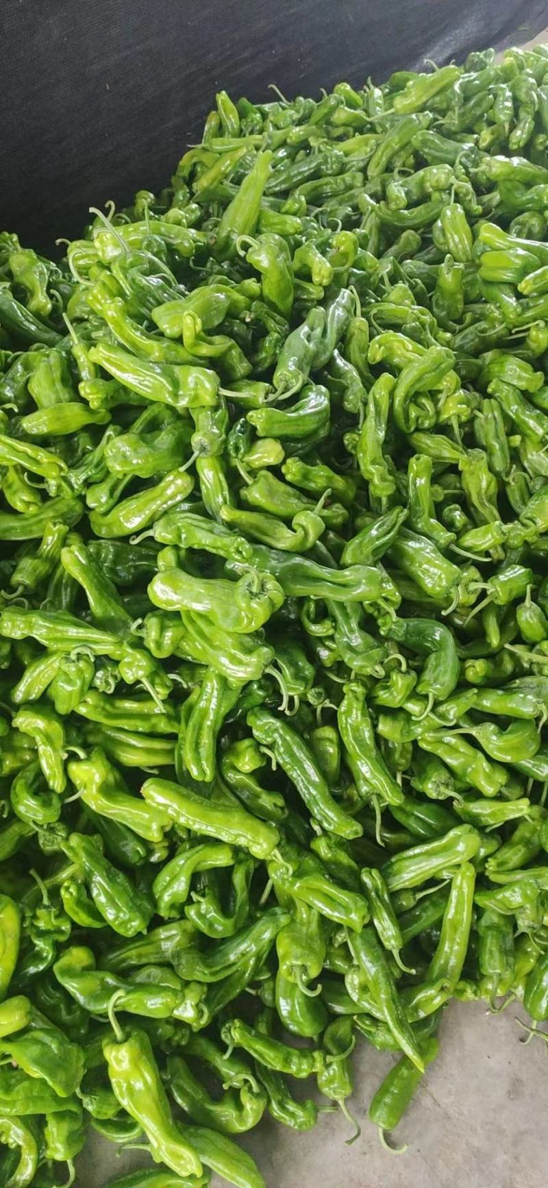 （薄皮椒青椒）质量保证一手货源量大从优
