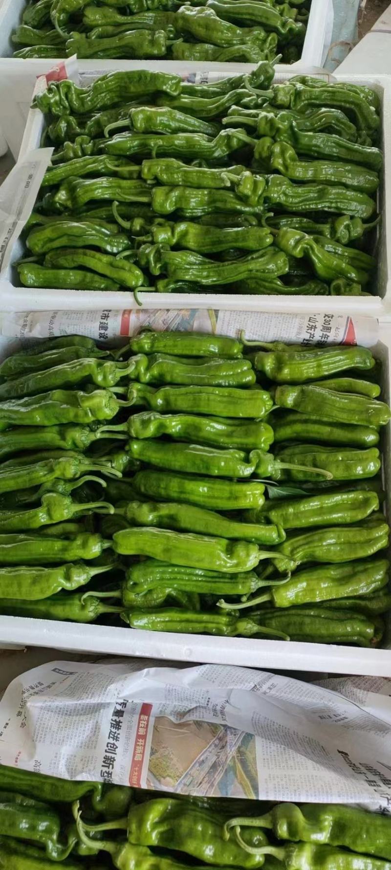（薄皮椒青椒）质量保证一手货源量大从优