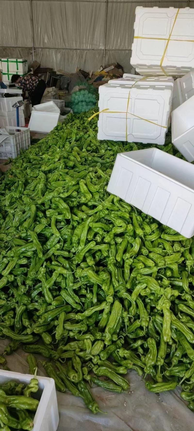 （薄皮椒青椒）质量保证一手货源量大从优