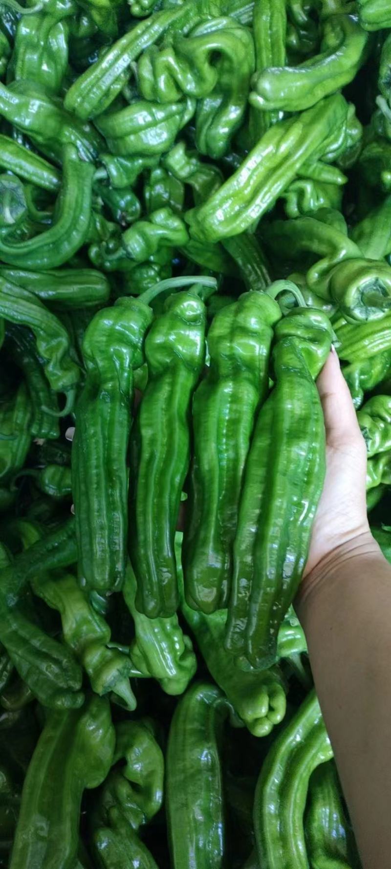 （薄皮椒青椒）质量保证一手货源量大从优